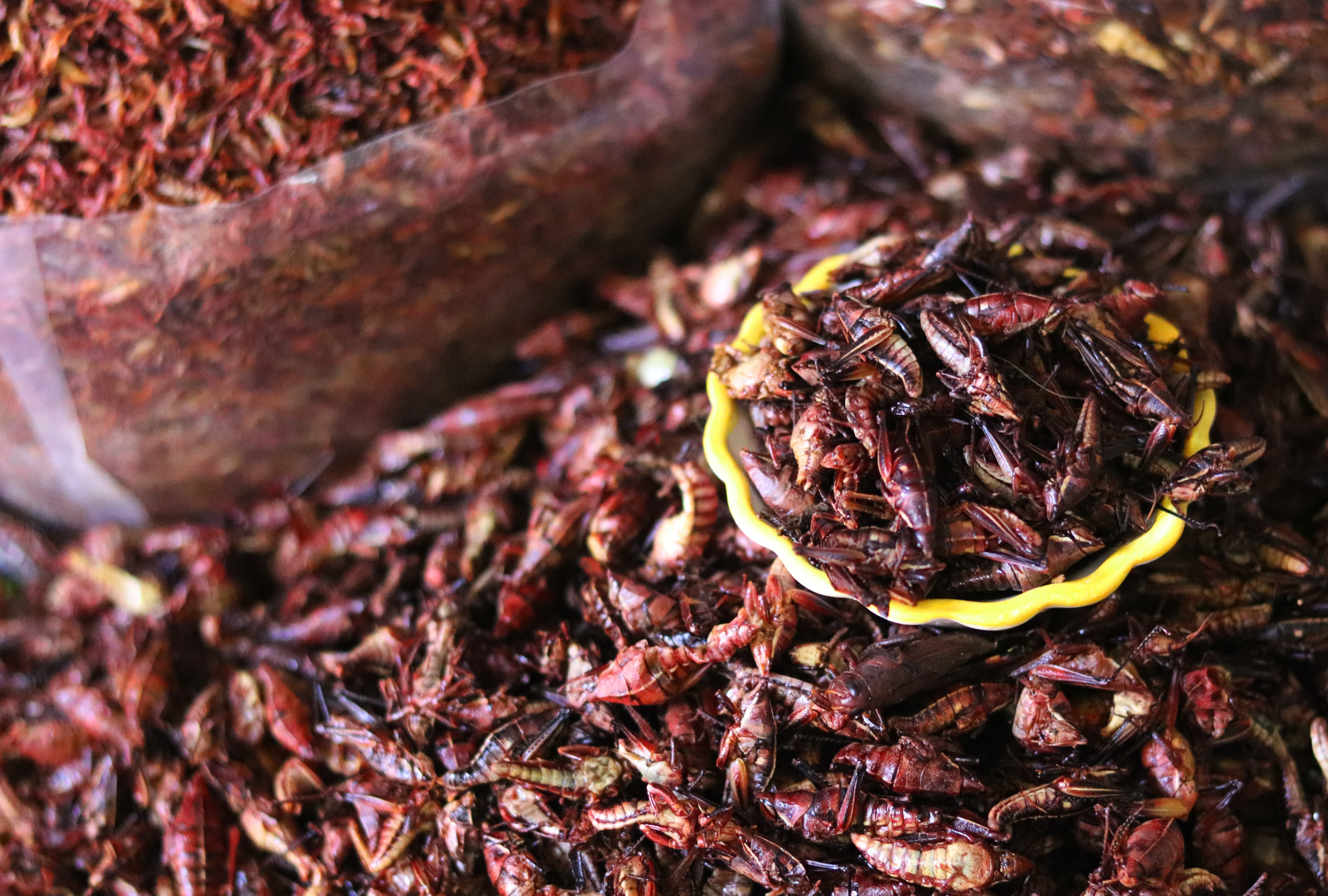 Cooked Insects